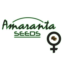 Amaranta Seeds