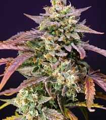 Purple Punch OG XL Auto