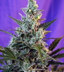 Sweet Skunk F1 Fast Version