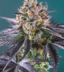 Red Strawberry Banana Auto