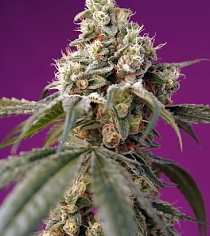 Bruce Banner Auto