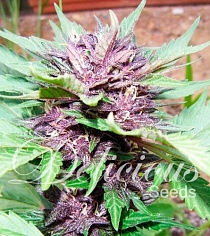 Auto Dark Purple