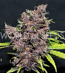 Purple Afghan Kush Ryder