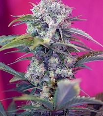 Cream Mandarine Auto