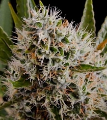  Lithium OG Kush Auto