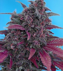 Dark Devil Auto