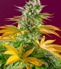 Gorilla Girl F1 Fast Version